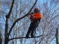 Tree Surgery